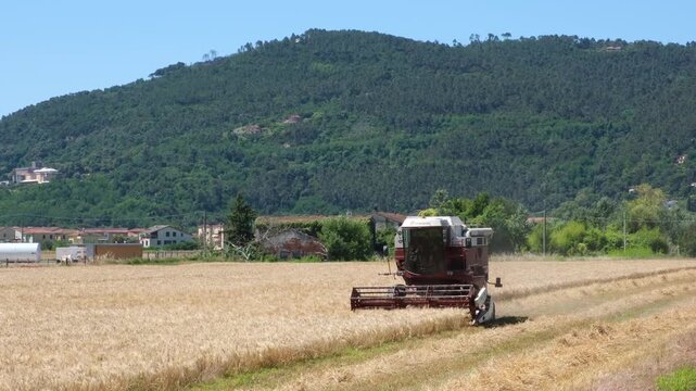 Combine harvester harvesting a golden grain field in rural Italy with green mountains in the background, concept of food production, sustainable agriculture and food security.