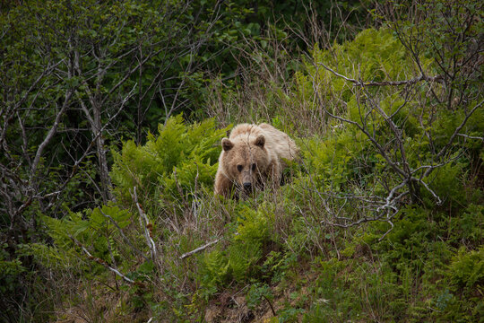 Blonde brown grizzly bear in Katmai, Alaska wilderness walking along the shoreline close by