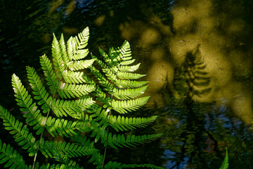 green fern background © Hitoshi