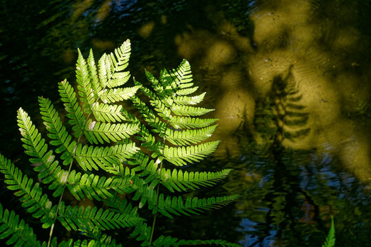 green fern background