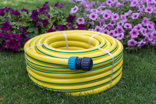 New Coiled Yellow Garden Hose on Lawn with Colorful Calibrachoa Flowers