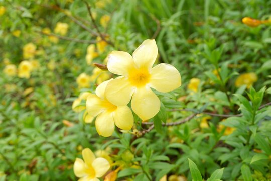 Beautiful Allamanda cathartica Growing in Tropical Garden 