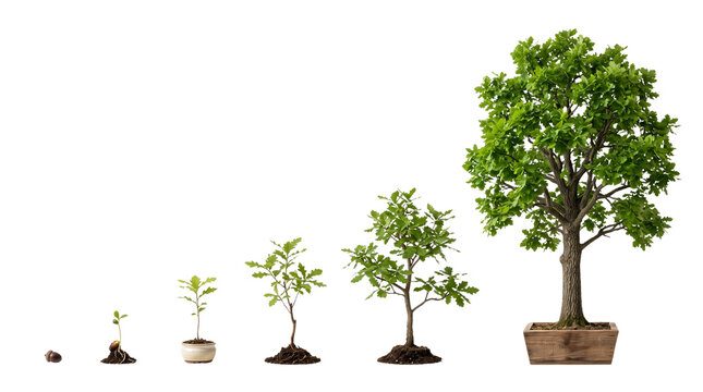 Tree growth stages from seed to mature oak, plant life cycle progression, green sapling development sequence for environmental education isolated PNG with Transparent Background