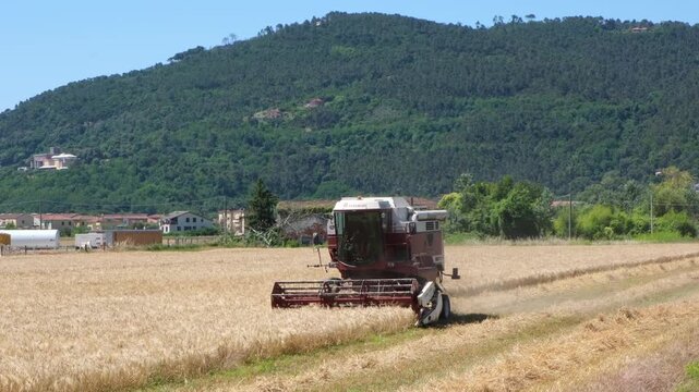 Combine harvester harvesting a golden grain field in rural Italy with green mountains in the background, concept of food production, sustainable agriculture and food security.