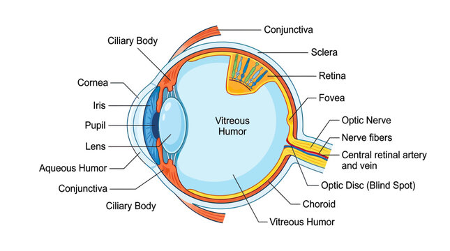 Detailed Anatomical Diagram of the Human Eye with Labels