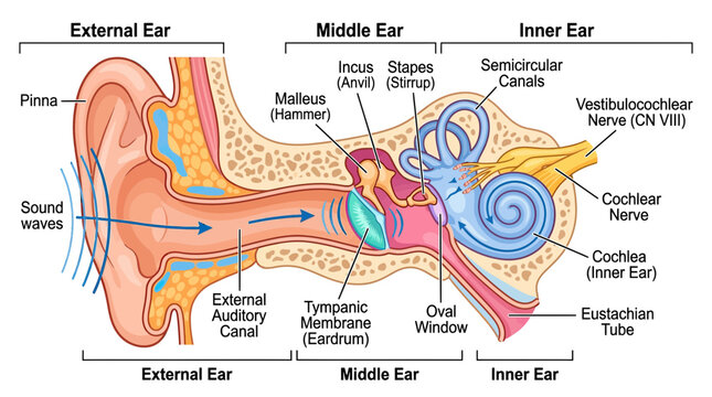 Human Ear Anatomy Diagram: External, Middle, and Inner Ear Structure
