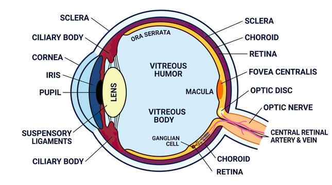 Human Eye Anatomy Diagram: Detailed Cross-Section of Ocular Structures