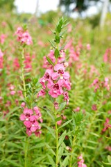 Fototapeta premium Purple Angelonia Flowers Growing in Garden Landscape