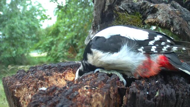 Buntspecht (Dendrocopos major) am Futterplatz
