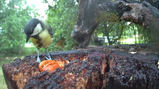 Kohlmeise (Parus major)