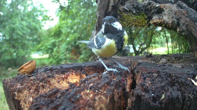 Kohlmeise (Parus major)
