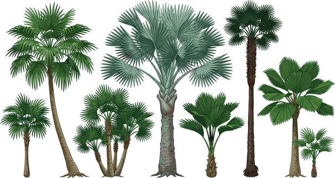 Exotic fan palm trees vector illustration set featuring silver bismarck palm licuala saw palmetto and tropical jungle botanical greenery elements.