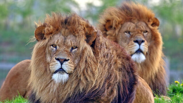 Close-up portrait of two male lions resting in natural habitat, majestic African wildlife, big cats, predator animals and safari nature photography concept
