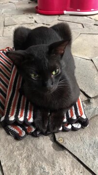 A cute black cat resting on a striped rug on a stone patio.