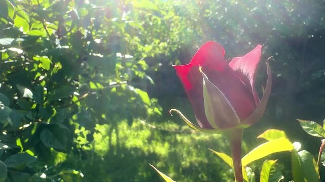 Beautiful red rose on a bush, rose on a sunny day, Valentine's Day or International Women's Day, March 8. High quality