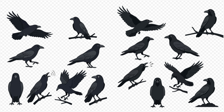 Set of black crows in various poses, including flying, standing, and cawing, isolated on a transparent background.