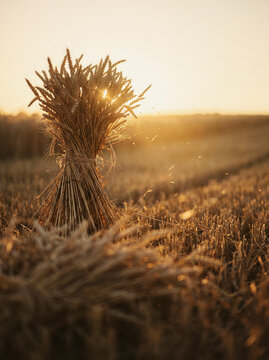 Standing wheat sheaf in golden field at sunset