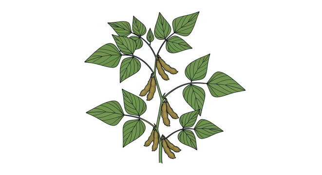Ripe soybean plant with green leaves and fuzzy brown pods