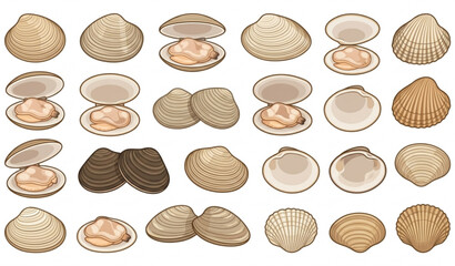 Clam vector illustration set with open and closed seashells isolated on white background © MstLima