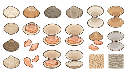 Fresh clam collection flat vector illustration for seafood and marine design © MstLima