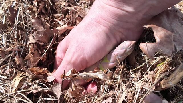 Close-up of harvesting fresh asparagus by hand from a mulched garden bed in a home vegetable garden. Sustainable homegrown food production.