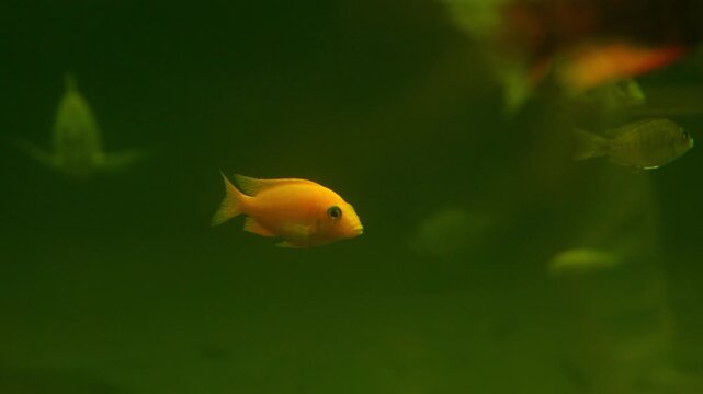 Yellow cichlid fish swimming in a green aquarium