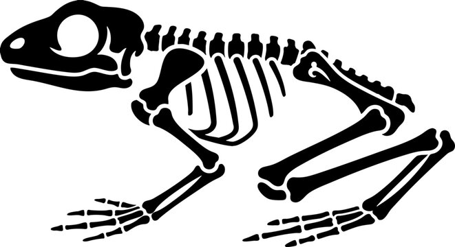 Frog skeleton silhouette isolated on white background