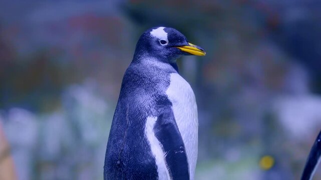 Adorable penguin preening its feathers