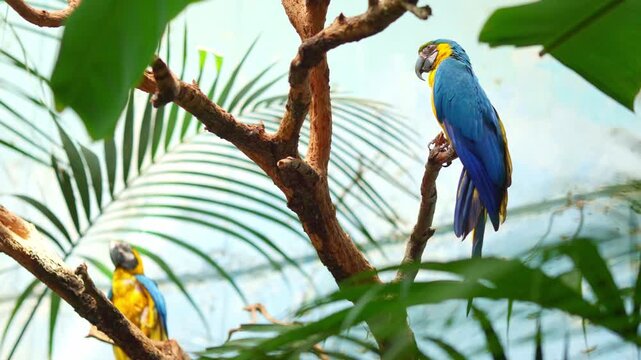 Blue and yellow macaw parrots perching on a tree
