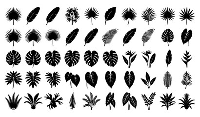 Black Tropical Palm And Exotic Leaf Silhouette Vector Collection © MD