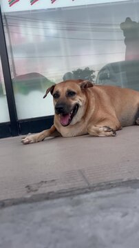 Very fat dog lies on the steps in front of a glass display case.