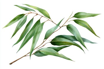 Fototapeta premium Watercolor eucalyptus branch with long green leaves isolated on white background