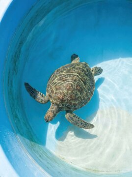 Green Sea Turtle Swimming in a Bright Blue Pool.