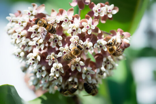 Several bees are collecting nectar on a flower.