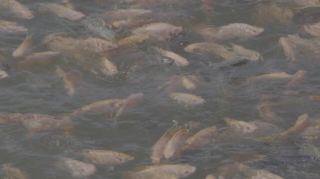 4K ungraded footage of a golden tilapia swimming underwater, showcasing freshwater aquatic life, natural fish movement, and detailed scales in a calm environment.