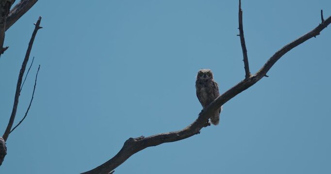 An owlet perches on a bare tree branch