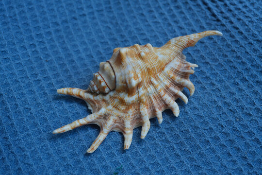 Exotic spiked murex seashell isolated on blue textured waffle towel background