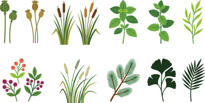 Botanical collection of wild plants herbs and berries vector elements featuring cattail poppy pods and leaves