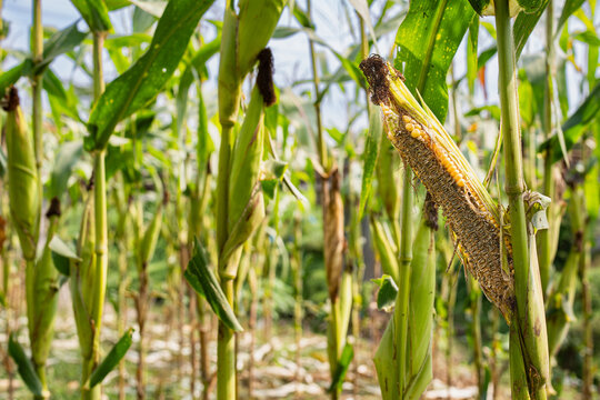 Damaged corn cob on the stalk in a field, showing signs of rodent pest destruction. Concept of agricultural loss, food security crisis, and pest control challenges for farmers
