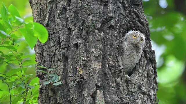 A fluffy baby owl peeking out from a natural hollow in a textured tree trunk surrounded by green foliage.