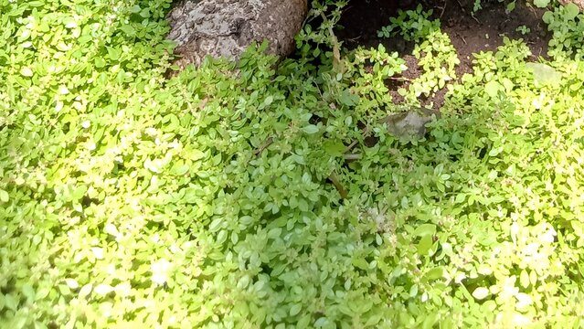 Hamparan tanaman lumut dekoratif hijau subur di bawah batang pohon bonsai