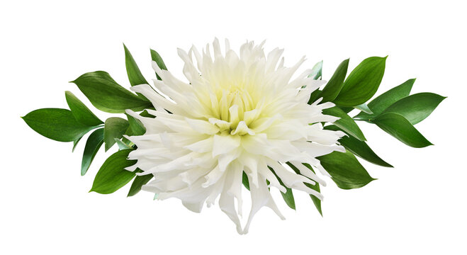 Large beautiful white dahlia flower and ruscus green leaves in a floral arrangement isolated on white  or transparent background