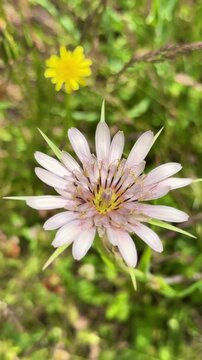 The Natural Beauty of Wild Tragopogon