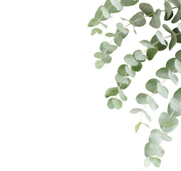 Green Eucalyptus leaves twig close up isolated cutout object on transparent background . Element for floral card, botanical fine art print © irenastar