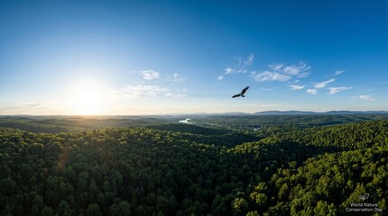 Fototapeta premium Majestic Bird of Prey Soaring Over a Dense Green Forest Landscape Under a Bright Blue Sunny Sky
