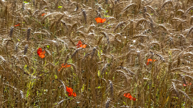 Coquelicots dans un champ de bl&eacute;