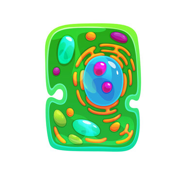 Ameba cell or germ microorganism and bacteria bacillus of microscopic protozoa or protista cartoon icon. Amoeba structure with cells of pathogen or protist microbiome and bacterium germ microbe