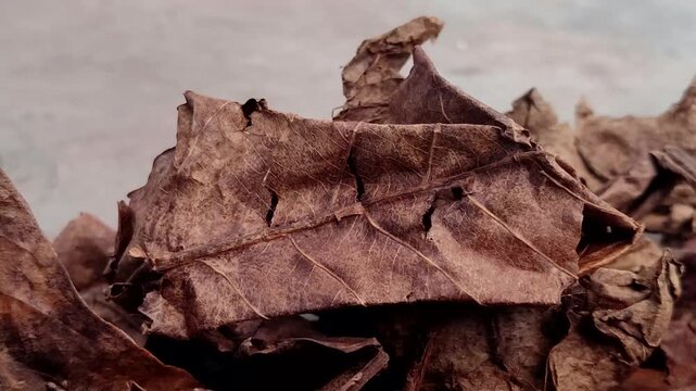 Dried Indian almond leaves (Terminalia catappa) or tropical almond leaves. This leaf is effective for lowering water pH, healing wounds, reducing stress, and preventing diseases in ornamental fish