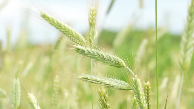Oats, a field of green young oats swaying on a sunny summer day. close-up. Agriculture Natural Products. Calm and peacefulness.