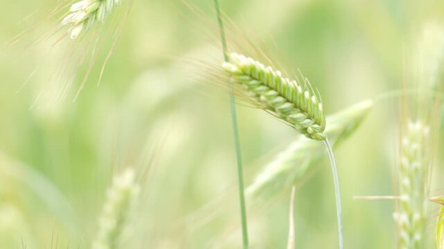 Oats, a field of green young oats swaying on a sunny summer day. close-up. Agriculture Natural Products. Calm and peacefulness.